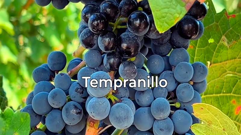 vino tinto tempranillo