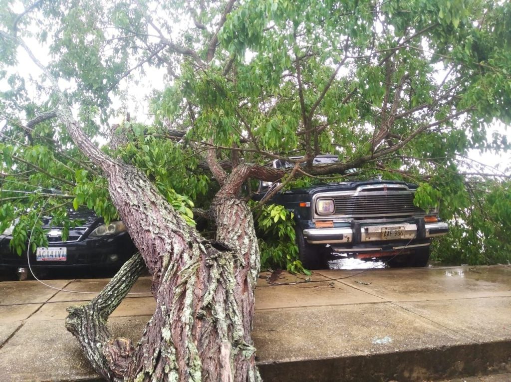 Arboles cayeron sobre vehículos en la urbanización Las Garcitas luego de los fuertes vientos 